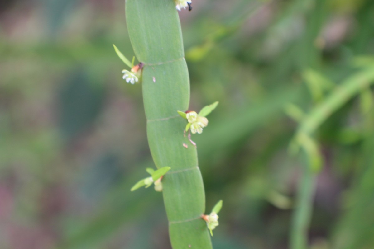 Muehlenbeckia